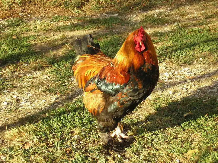 cockfighting ban philippines alternatives - Rooster standing on grass, illustrating the cockfighting ban and e-sabong suspension in the Philippines