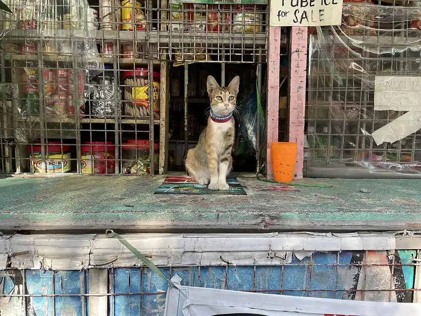 Cat resting at the counter of a sari-sari store - paano bumili ng usdt sa gcash