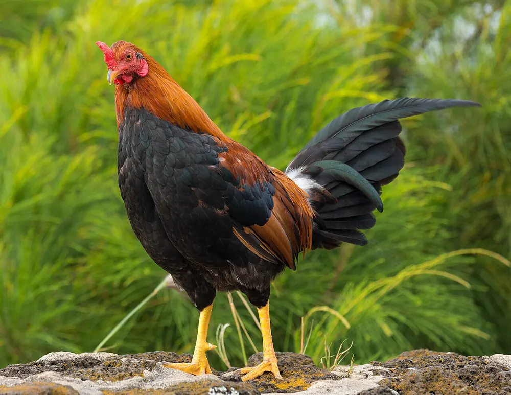 sabong alternative games online - Rooster standing in green grass, representing legal sabong alternative games online